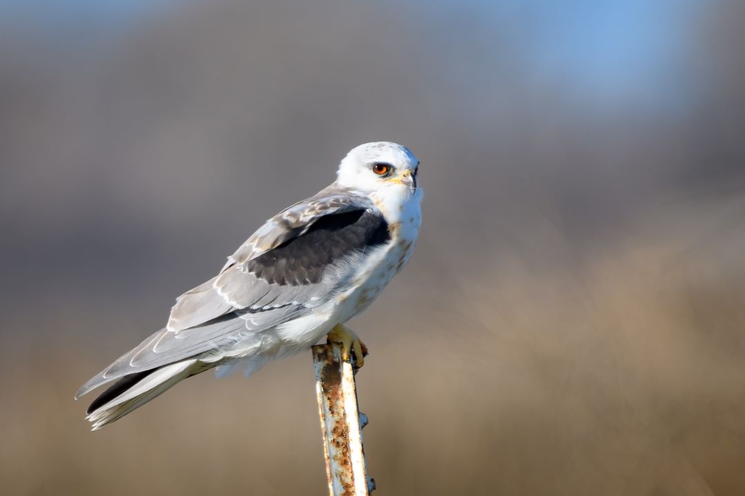 white tailed kite